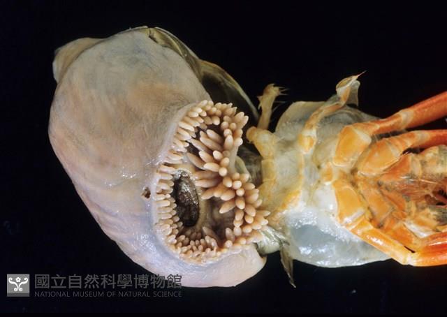 未知種擬寄居蟹藏品圖，第5張