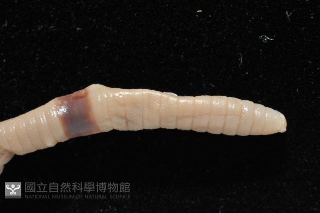 季風遠環蚓藏品圖，第5張