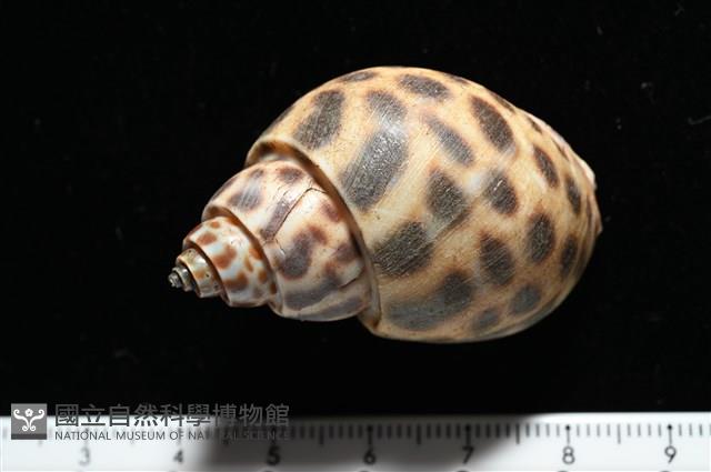 婆羅洲鳳螺藏品圖，第5張