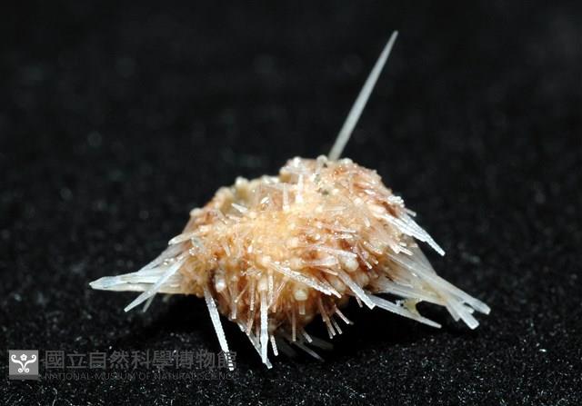 福氏鋸海膽藏品圖，第5張