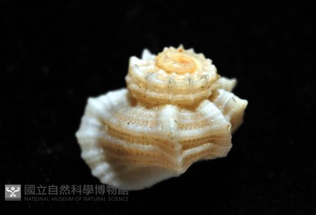 城堡花冠螺藏品圖，第5張