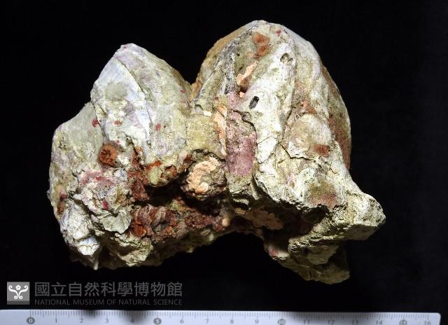 鐘巨藤壺藏品圖，第5張