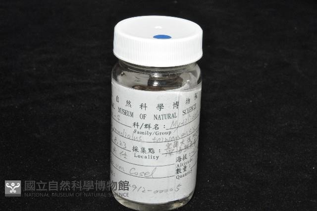 臺灣深海殼菜蛤藏品圖，第5張