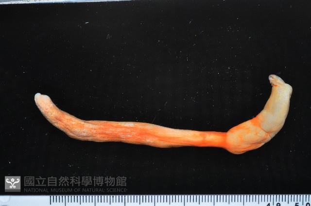 未知種海仙人掌藏品圖，第5張