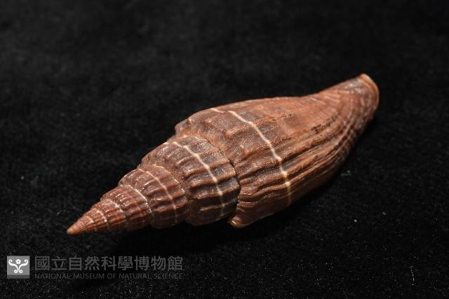 三線蛹筆螺藏品圖，第5張