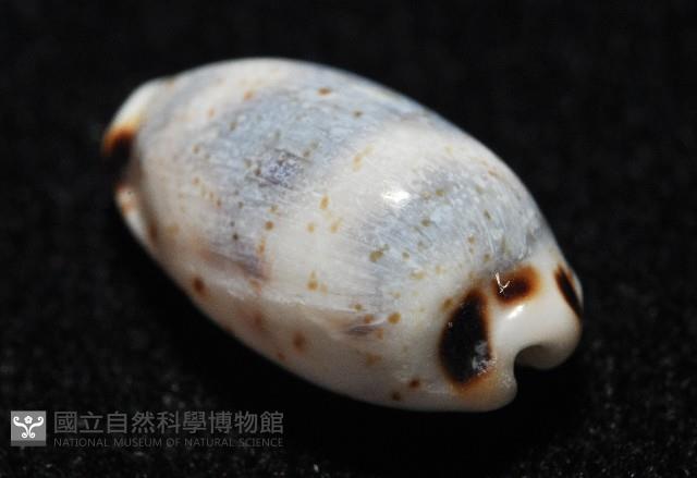 瘦熊寶螺藏品圖，第5張