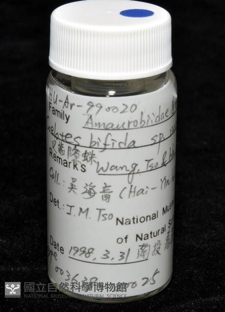 雙叉隙蛛藏品圖，第5張