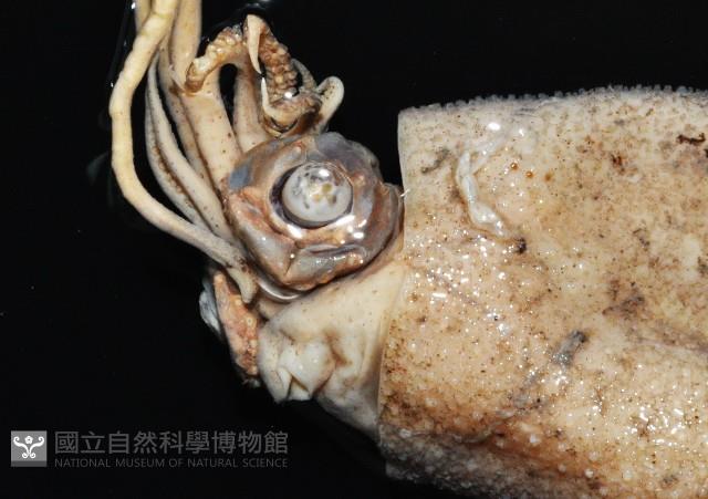 小頭魷魚藏品圖，第5張