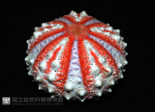 浪腔海膽(波紋腔海膽)藏品圖，第5張