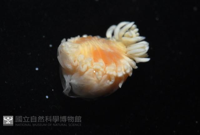中華淺鰓虱藏品圖，第5張