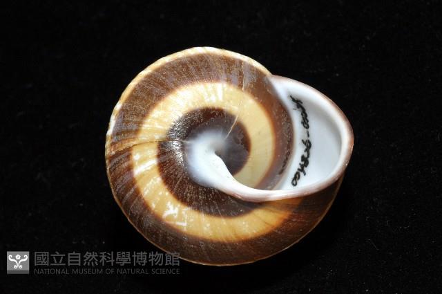 黑白光澤蝸牛藏品圖，第5張