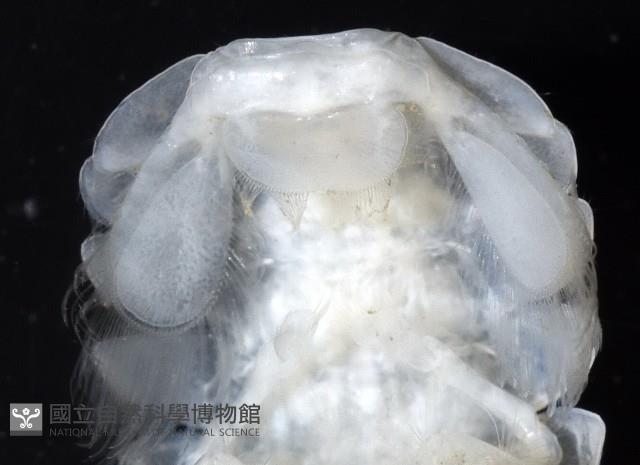 未知種折尾蝦藏品圖，第5張