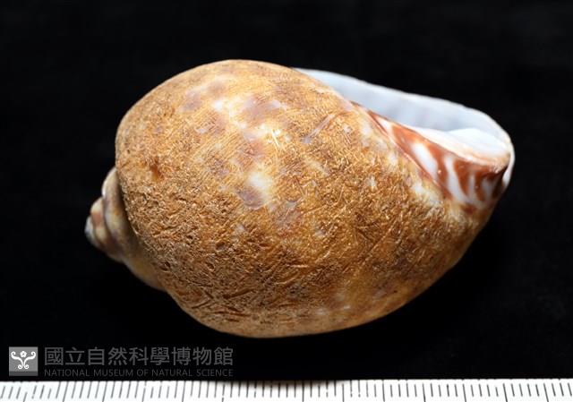 阿拉伯鳳螺藏品圖，第5張