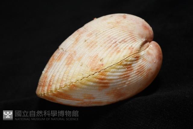 登錄號:007819-00095藏品圖，第5張