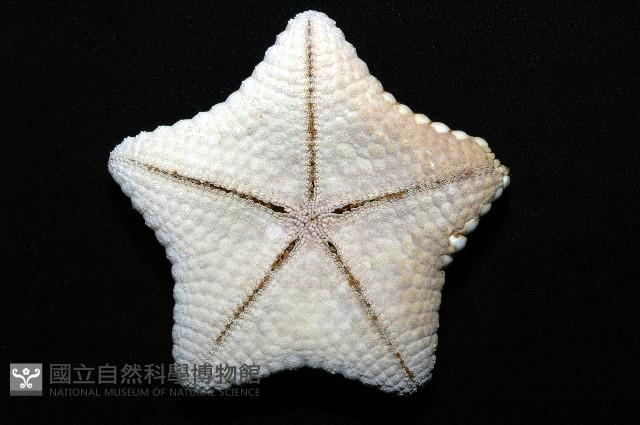 麵包海星(饅頭海星)藏品圖，第5張