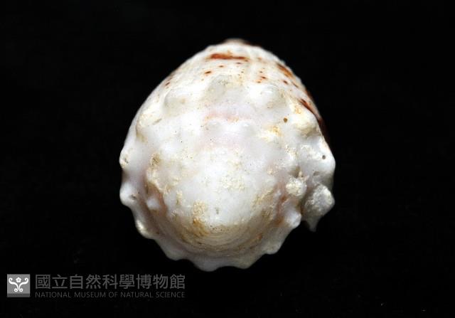 雲朵芋螺藏品圖，第5張