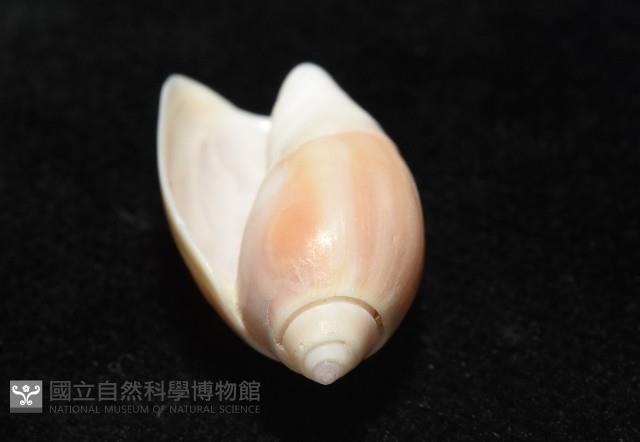 寬口彈頭螺藏品圖，第5張