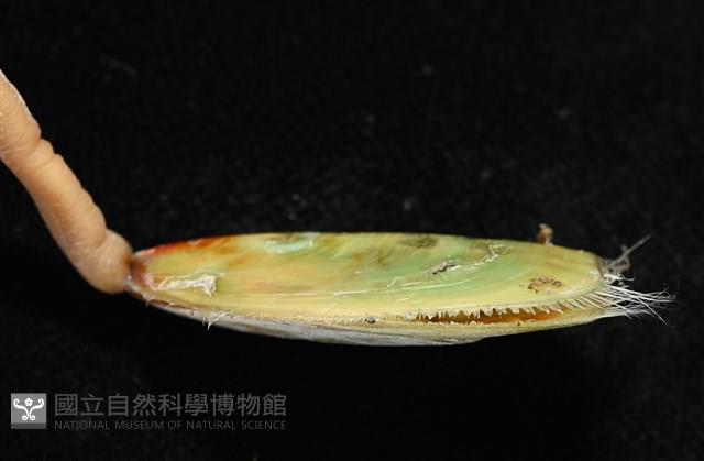 亞氏海豆芽藏品圖，第5張