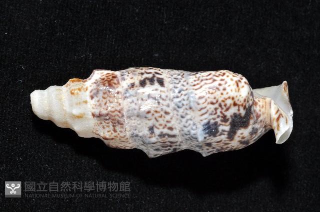 鴞蟹守螺藏品圖，第5張