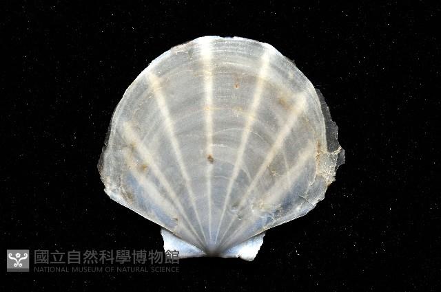 大光芒海扇蛤藏品圖，第5張