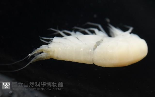 未知種深海側甲鉤蝦藏品圖，第5張