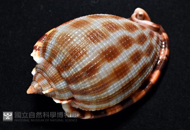 布紋鬘螺藏品圖，第5張