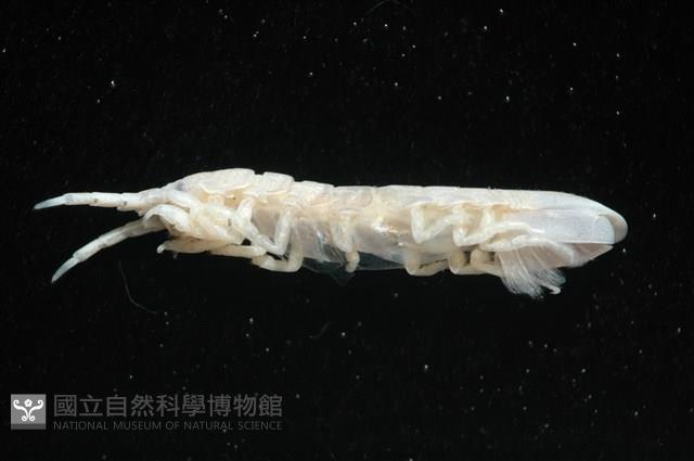 平尾棒鞭水虱藏品圖，第5張
