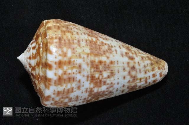 大芋螺藏品圖，第5張