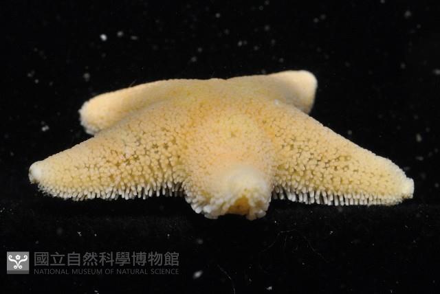 南極齒海星藏品圖，第5張
