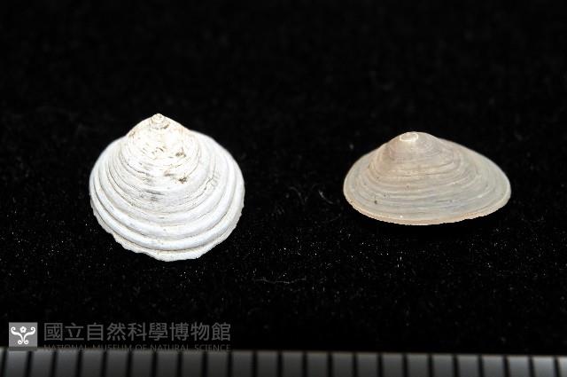 梳齒笠螺之一種藏品圖，第5張