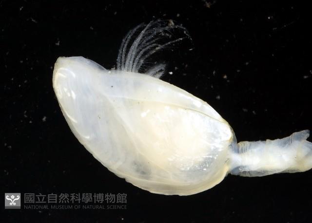深海板茗荷藏品圖，第5張