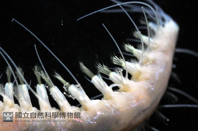 未知種海女蟲藏品圖，第5張