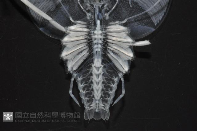 未知種蟬蝦亞科幼生藏品圖，第5張