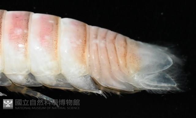 未知種浪漂水虱藏品圖，第5張