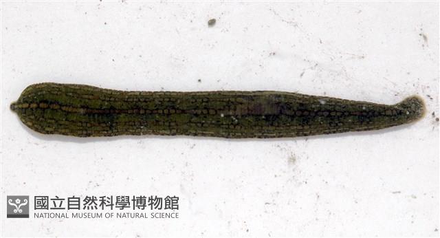 光潤金線蛭藏品圖，第5張