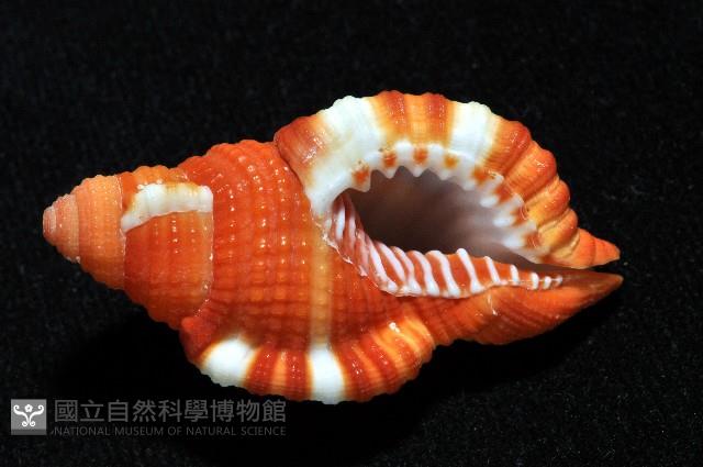 豔紅美法螺藏品圖，第5張