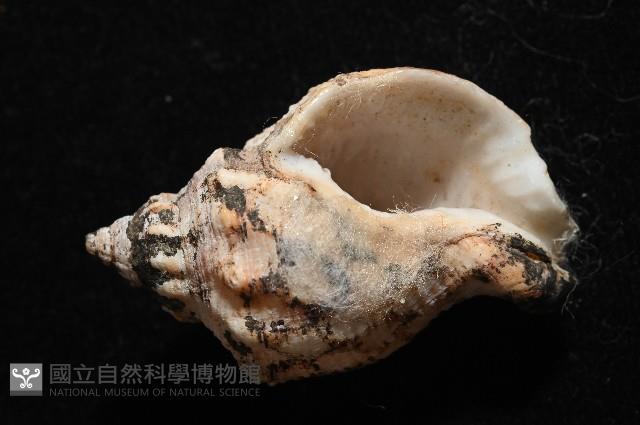 軟帽峨螺藏品圖，第5張