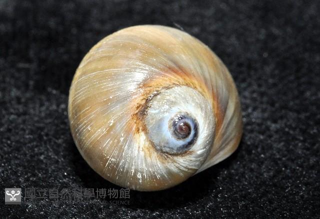 安東尼玉螺藏品圖，第5張