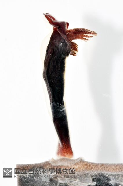 外藤壺藏品圖，第5張