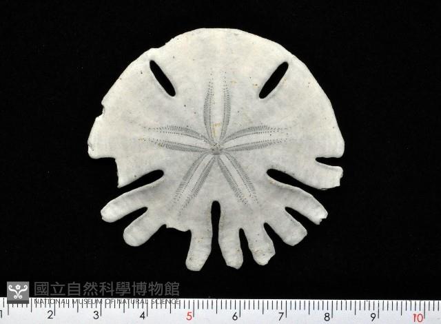 裂片海膽(裂片海錢)藏品圖，第5張