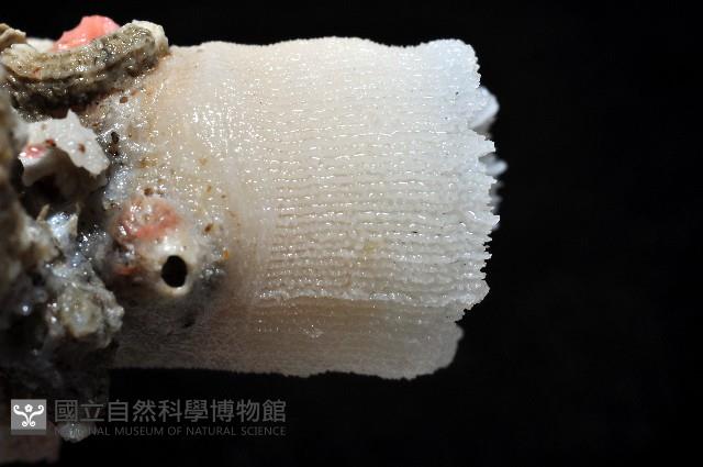 軸樹珊瑚(軸木珊瑚)藏品圖，第5張