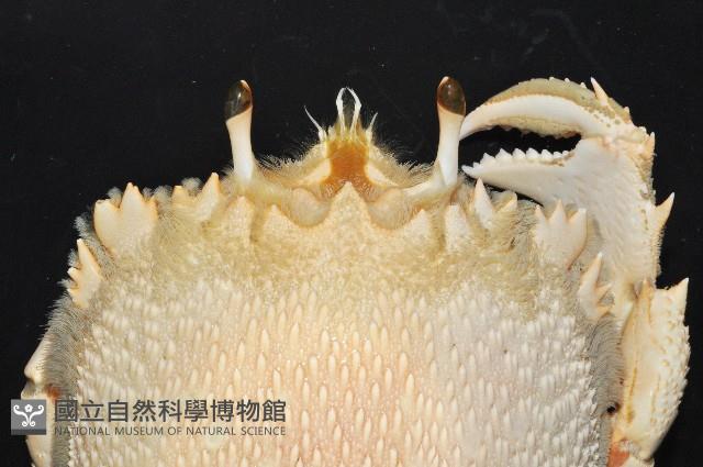 蛙形蟹藏品圖，第5張