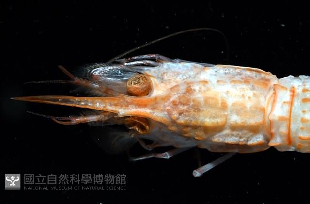 未知種鐮蝦藏品圖，第5張