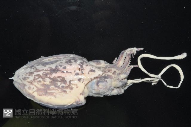 葉足鳥賊藏品圖，第5張