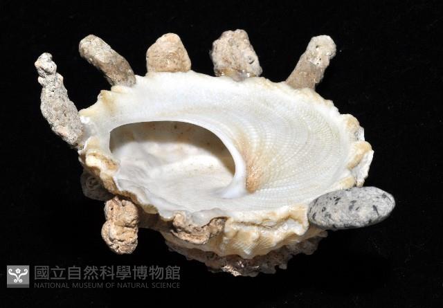 礫石綴殼螺藏品圖，第5張