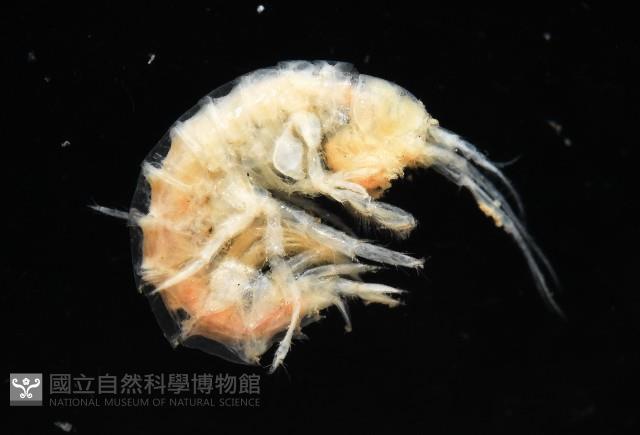 未知種深海鉤蝦藏品圖，第5張