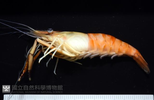 貪食沼蝦藏品圖，第5張