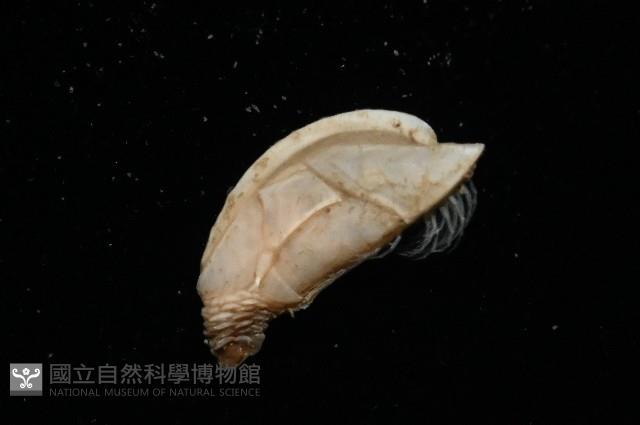 羅斯垂鎧茗荷藏品圖，第5張