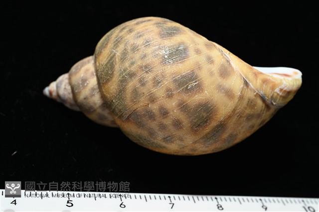 日本鳳螺藏品圖，第5張