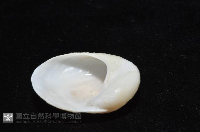 南洋扁玉螺藏品圖，第5張